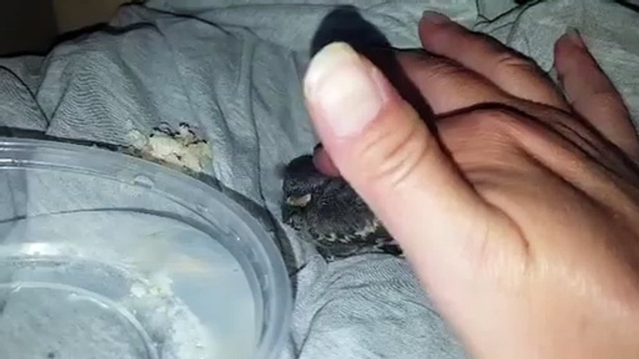Rescued baby Bluejay - 2