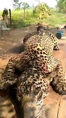 Oso Negro casi ataca a 3 visitante en Parque Natural en Monterrey México, 18 de Julio 2020.