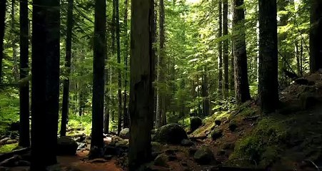 Beautiful view of green trees (forest)