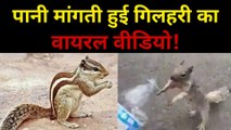 पानी मांगती हुई गिलहरी का वायरल वीडियो! | Thirsty squirrel begging for water |Thirsty squirrel drinking water | pyasi gilahri | Squirrel Video.