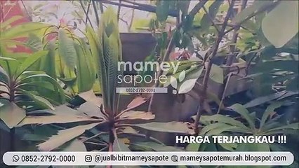 CUCI GUDANG!!! +62 852-2792-0000, Harga Bibit Mamey Sapote