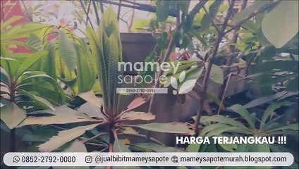OBRAL!!! +62 852-2792-0000, Jual Bibit Mamey Sapote Unggul