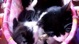 Black Kittens Biting The Ears of his Big Sister