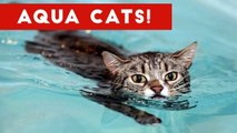 Cutest Cats Playing in Water Compilation 2017 _ Best Cute Cat Videos Ever