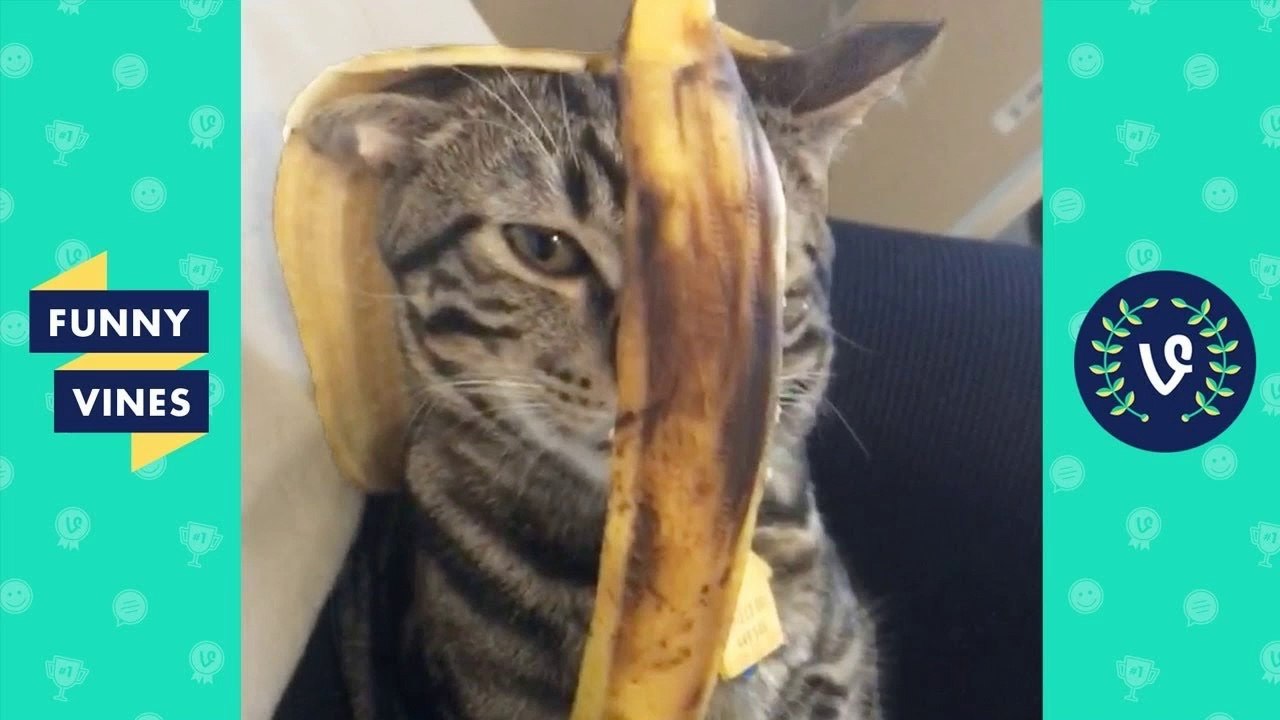 TRY NOT TO LAUGH or GRIN - Funny Animals & Cute Pets Compilation _ Funny Vines May 2018