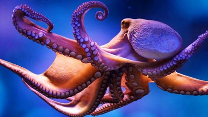 The Amazing Octopus