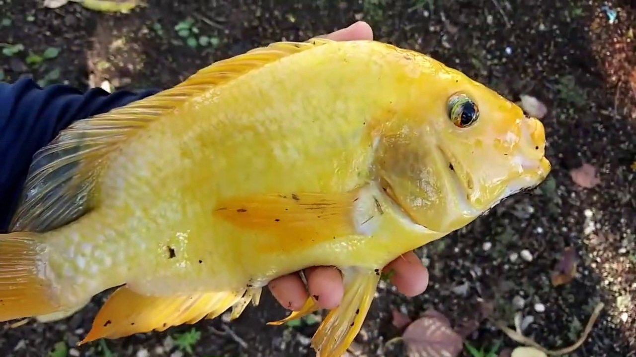 Catching EXOTIC River Chickens for HUGE INDOOR AQUARIUM! - video ...