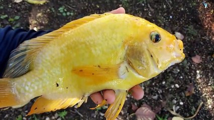 Catching EXOTIC River Chickens for HUGE INDOOR AQUARIUM!