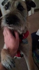 Einstein wants to go outside