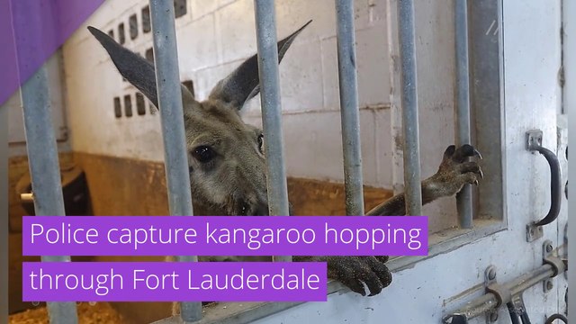 Police capture kangaroo hopping through Fort Lauderdale , and other top stories from July 19, 2020.