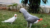 Grey Parrot Greet White Ringneck