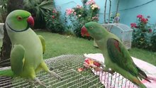Amazing Parrot Video