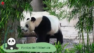 13 Interesting Facts About Giant Pandas