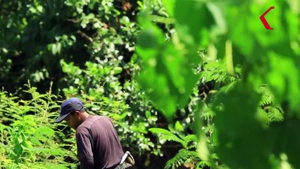 Begini Mahout Melatih Gajah Agar Bisa Menghadapi Dan Menghalau Gajah Liar