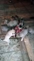 ANADOLU COBAN KOPEGi YAVRULARI SABAH KAHVALTISINDA ET - ANATOLiAN SHEPHERD DOG PUPPiES BREAKFAST