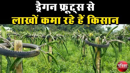 ड्रैगन फ्रूट्स ( Dragon Fruit ) से लाखों कमा रहे हैं किसान