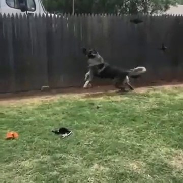 BAHCEDE ADAMCI KAFKAS COBAN KOPEGi - ANGRY CAUCASiAN SHEPHERD DOG GARDEN