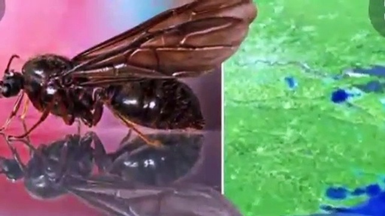 50 Mile swarm if flying ants
