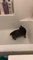 Cat Swirls Around Trying to Catch his Tail Inside Bath tub