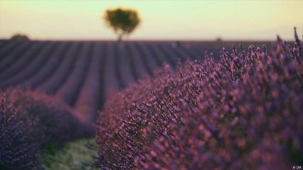 رحلة تصوير فوتوغرافي عبر حقول الخزامى المزهرة