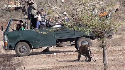 Quick-witted tigress uses safari jeep full of tourists as shield to hunt deer in India