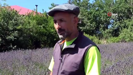 Kırlangıçkuyruk kelebek hayran bıraktı