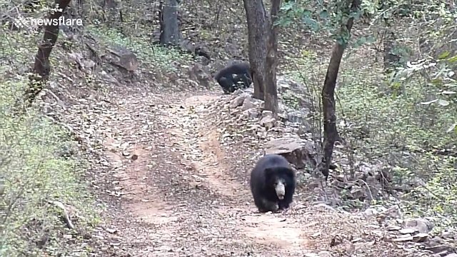 Sloth bears caught play fighting before seemingly posing for photos in India