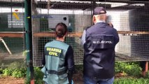 Detenidas 23 personas de red dedicada al comercio ilegal de animales protegidos