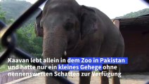 Einsamer Elefant wird von Pakistan nach Kambodscha umgesiedelt