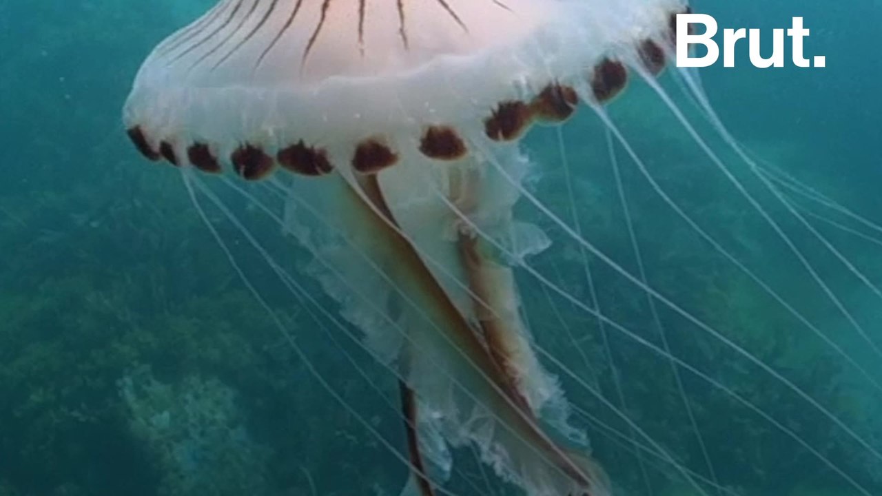 What to do if you encounter a jellyfish