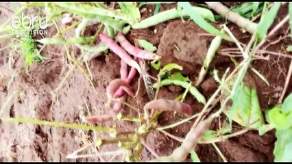 Locusts Invasion Wreak Havoc In Pokot
