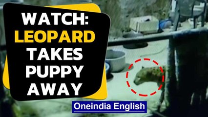 Nainital: Leopard enters the house and takes the puppy away Oneindia News