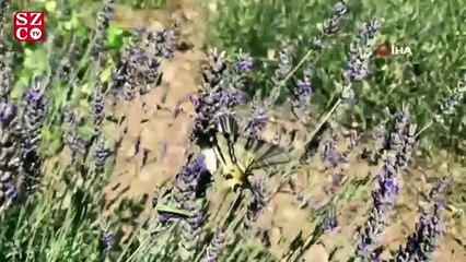 Kırlangıçkuyruk kelebek hayran bıraktı