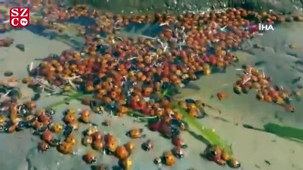 Gökçeada’da toplu uğur böceği ölümleri tedirgin etti