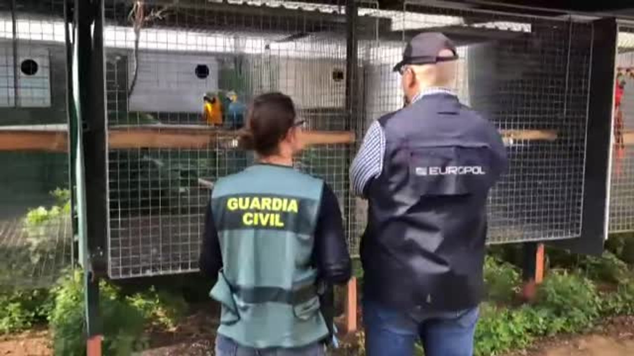 La Guardia Civil desarticula una red dedicada al tráfico ilegal de especies protegidas