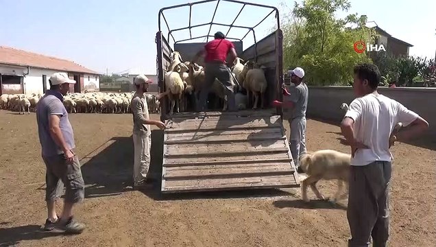 Aksaray'da kurbanlık satışlarında küçükbaş hayvan tercih ediliyor