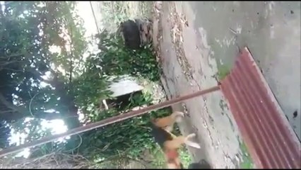 Thai cats, Thai dog and Thai girl.