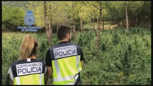 Intervienen 5,5 toneladas de marihuana y desarticulan red dedicada a su cultivo masivo