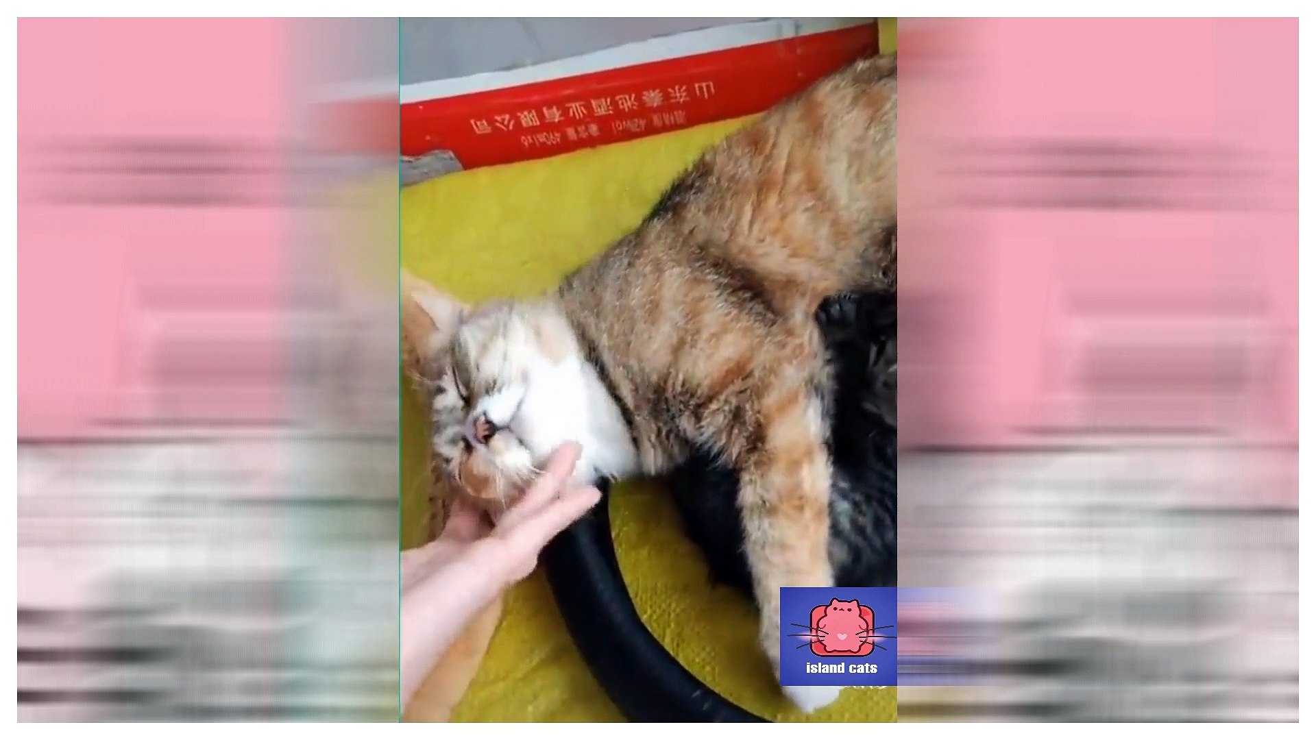 ⁣Happy Pets  Funny & Cute Baby Animals