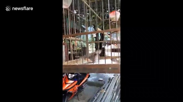 Drama queen bird fakes being dead to get attention from owner