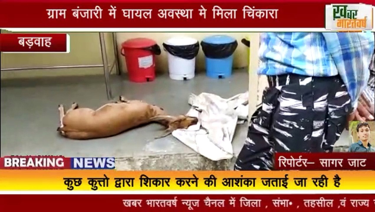 बड़वाह : ग्राम बंजारी में घायल अवस्था मे मिला चिंकारा