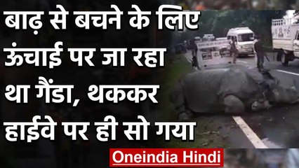 Viral Video :बाढ़ से बचने के लिए ऊंचाई पर जा रहा था गैंडा, थककर हाईवे पर ही सो गया | वनइंडिया हिंदी