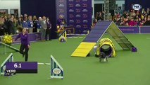 Verb captures 2019 WKC Masters Agility Grand Champion title