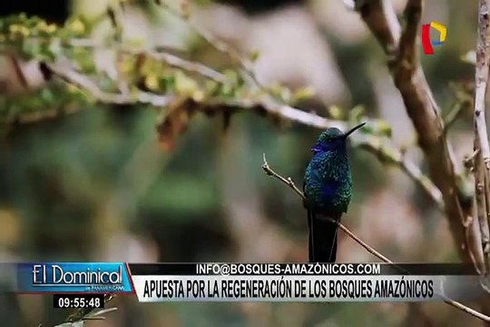 Asociación apuesta por la regeneración de los bosques amazónicos