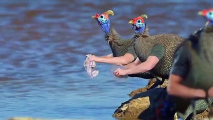 Des oiseaux avec des bras