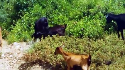 Cutes Funny Mountain Goats Animals Life 2