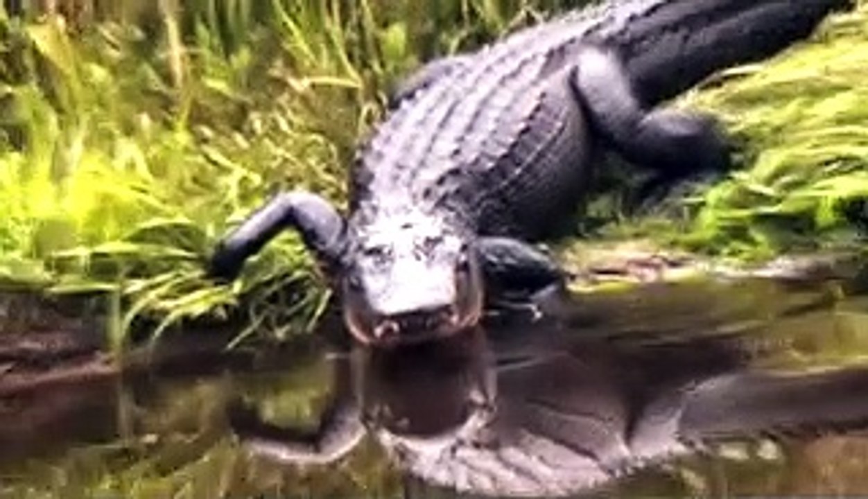 15 Unheimliche Tiere, die im Amazonas entdeckt wurden!-LCrfbDFFOII_x264