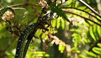 Die 10 Unglaublichsten Fakten über Schlangen!-6yOB_RUACRI_x264