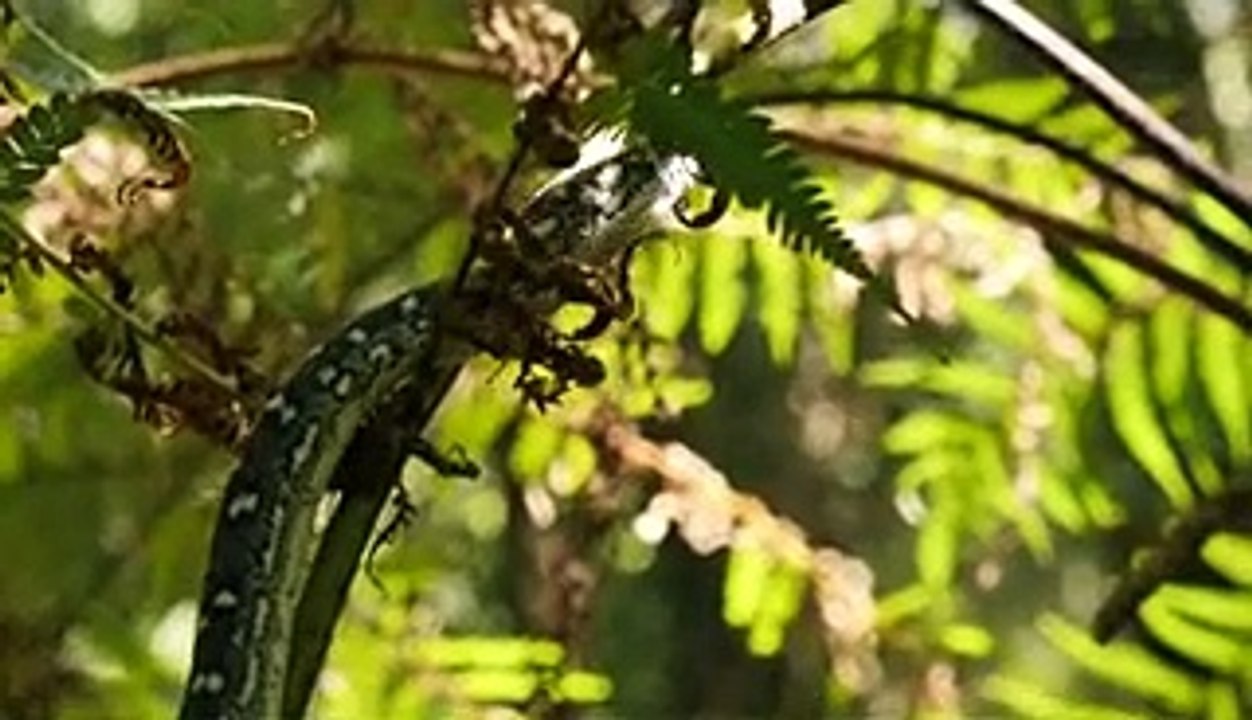 Die 10 Unglaublichsten Fakten über Schlangen!-6yOB_RUACRI_x264