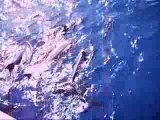Dauphins en mer rouge